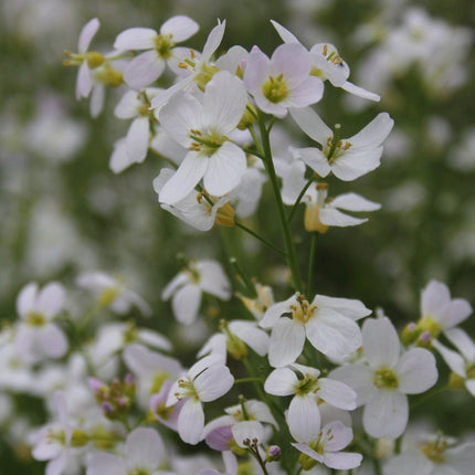 Cuckoo Flower Pond Plants