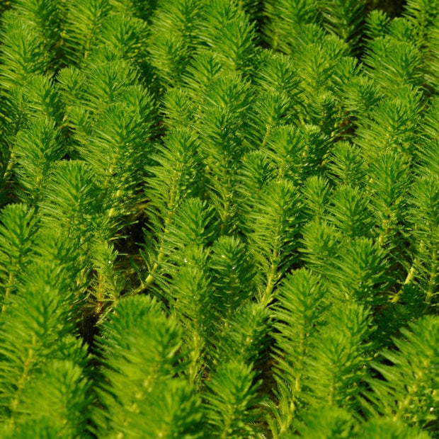 Hornwort Plant | Oxygenating Pond Plants