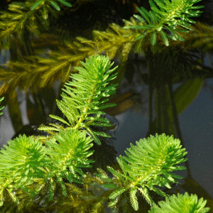 Hornwort Plant | Oxygenating Pond Plants