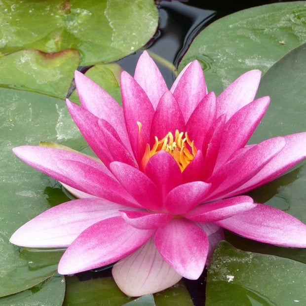 Water Lily 'Charles de Meurville' | Nymphaea Pond Plants