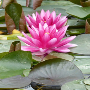 Water Lily 'Charles de Meurville' | Nymphaea Pond Plants