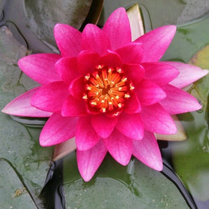 Water Lily 'Charles de Meurville' | Nymphaea Pond Plants