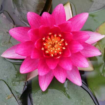 3 Best Water Lily Plants For Any Size Pond | Growers Choice Pond Plants