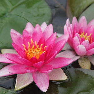 Water Lily 'Charles de Meurville' | Nymphaea Pond Plants