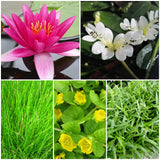 Miniature Pond Collection With a Lily | 6 x 1L Pots Pond Plants