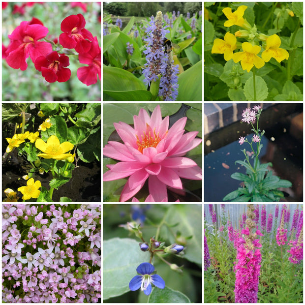 Ornamental Colour Collection Pond Plants