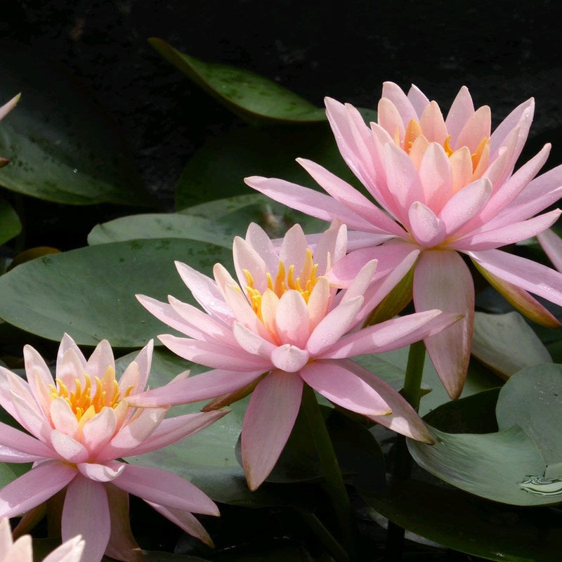 Colorado Water Lily | Nymphaea Pond Plants