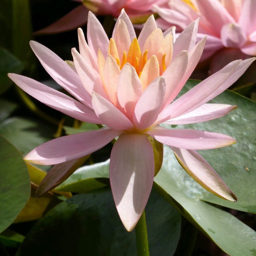 Colorado Water Lily | Nymphaea Pond Plants