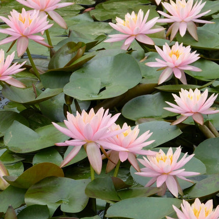 Colorado Water Lily | Nymphaea Pond Plants