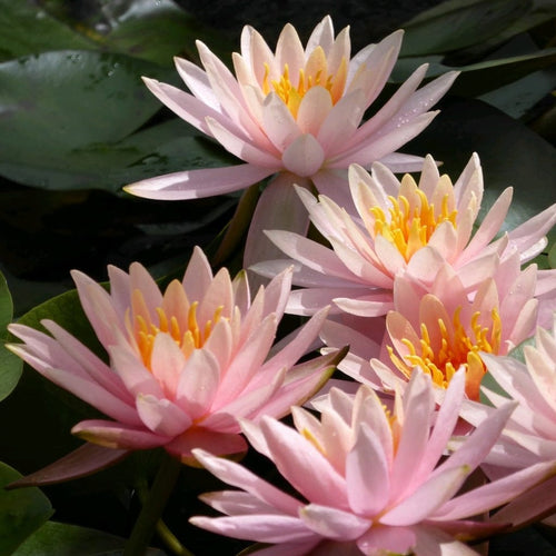 Colorado Water Lily | Nymphaea Pond Plants