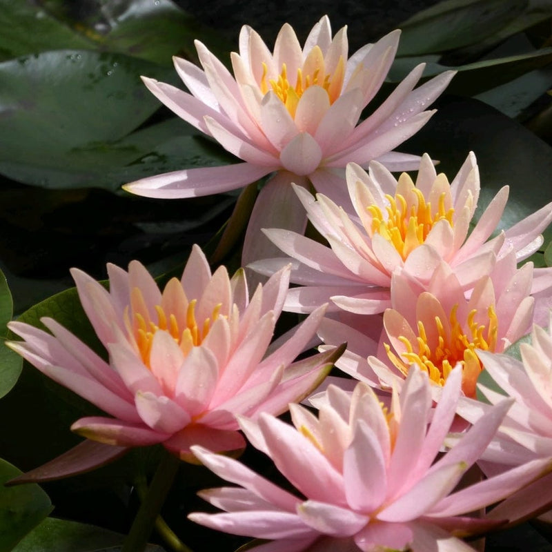 Colorado Water Lily | Nymphaea Pond Plants