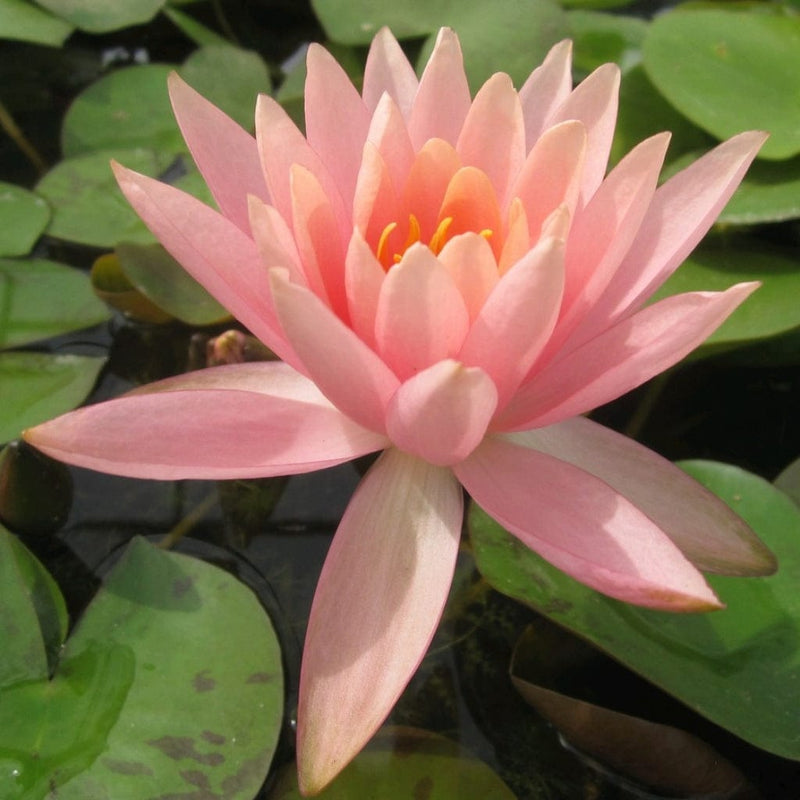 Colorado Water Lily | Nymphaea Pond Plants