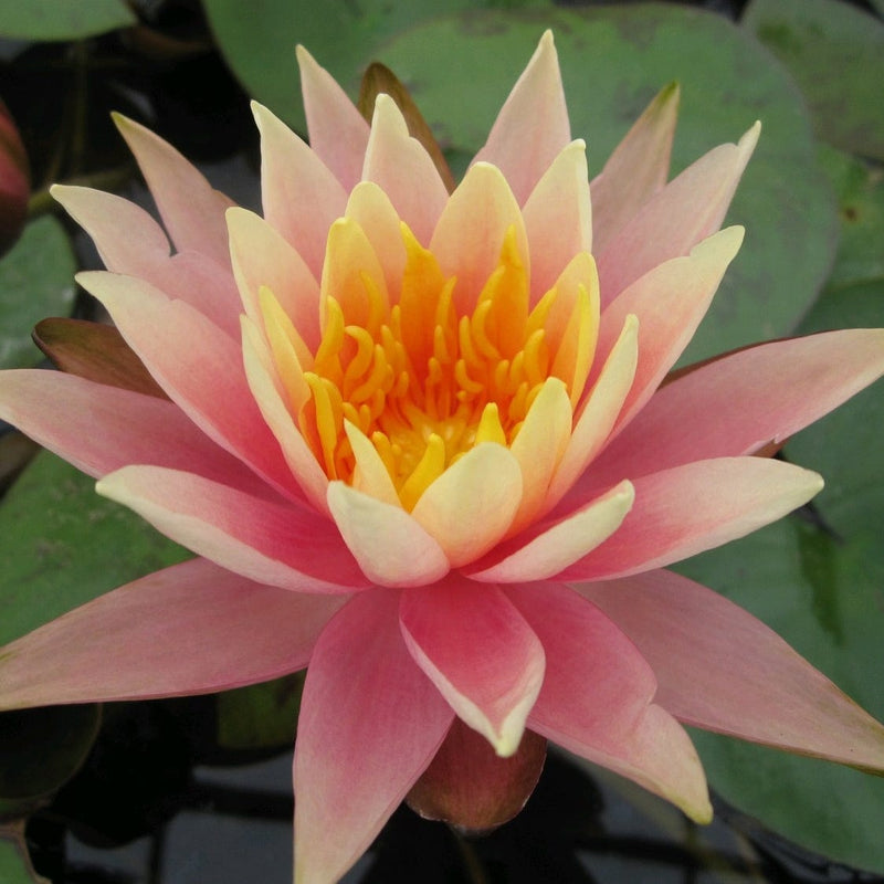 Colorado Water Lily | Nymphaea Pond Plants