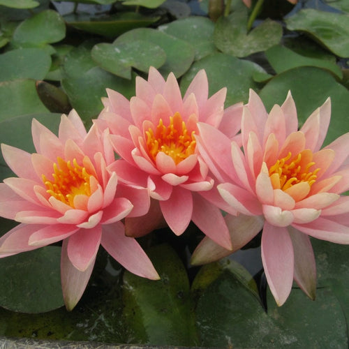 Colorado Water Lily | Nymphaea Pond Plants