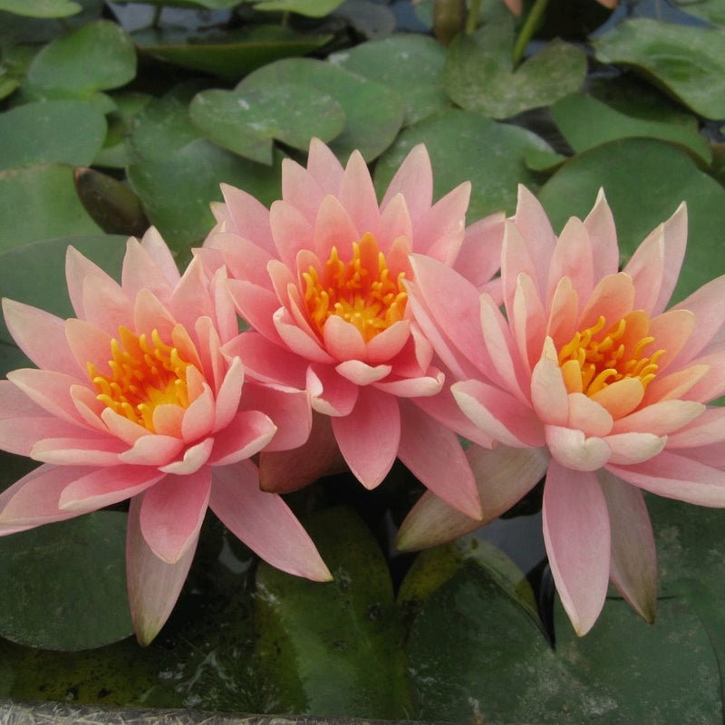 Colorado Water Lily | Nymphaea Pond Plants