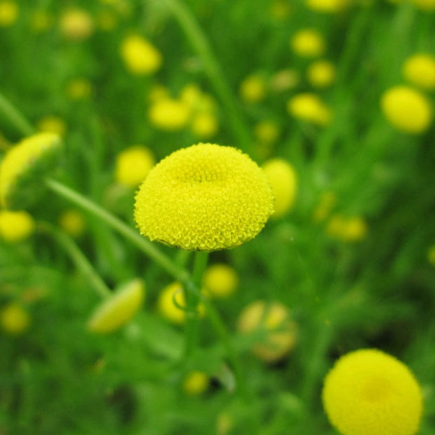 Cotula coronopifolia | Brass Buttons Pond Plants