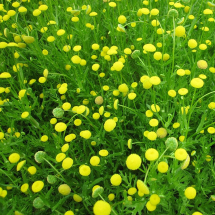 Cotula coronopifolia | Brass Buttons Pond Plants