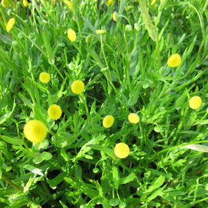 Cotula coronopifolia | Brass Buttons Pond Plants