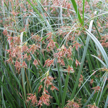 Sweet Galingale | Cyperus longus Pond Plants