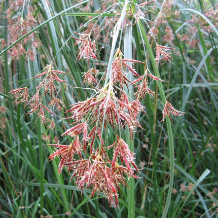 Sweet Galingale | Cyperus longus Pond Plants