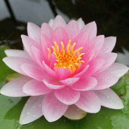 Water Lily Darwin | Nymphaea hollandia Pond Plants