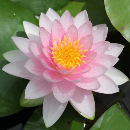 Water Lily Darwin | Nymphaea hollandia Pond Plants