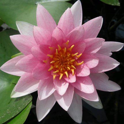 Water Lily Darwin | Nymphaea hollandia Pond Plants