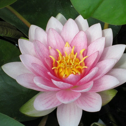 Water Lily Darwin | Nymphaea hollandia Pond Plants