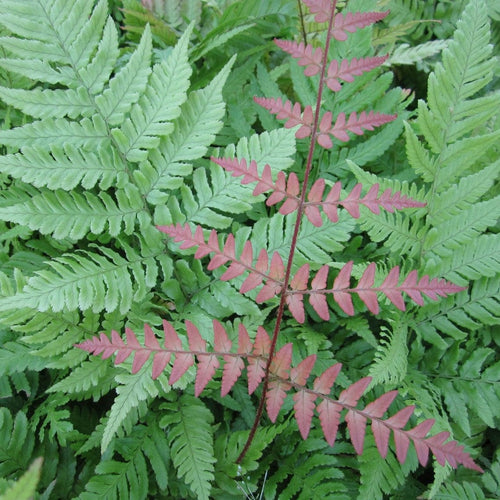 3 Autumn Ferns | 9cm Pots Pond Plants