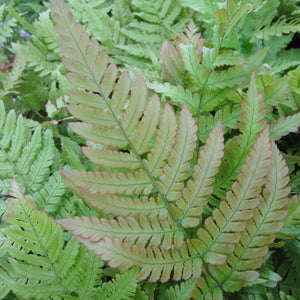 3 Autumn Ferns | 9cm Pots Pond Plants