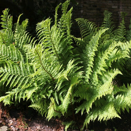 Premium Fern Collection | 6 x 9 cm Pots Pond Plants