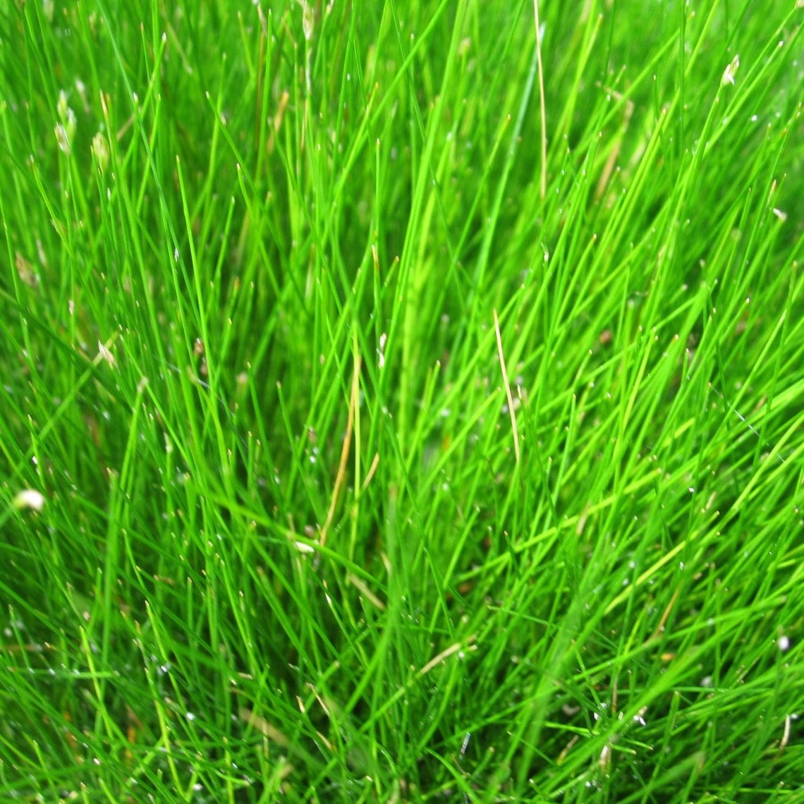 Oxygenating Dwarf Hairgrass | Eleocharis acicularis