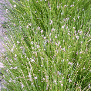 Dwarf Hairgrass| Oxygenating Pond Plants