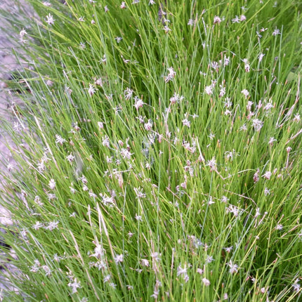 Dwarf Hairgrass| Oxygenating Pond Plants