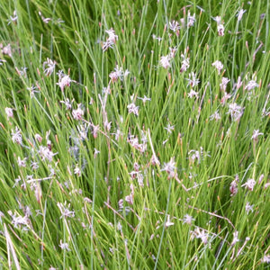 Dwarf Hairgrass| Oxygenating Pond Plants