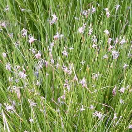 Dwarf Hairgrass| Oxygenating Pond Plants