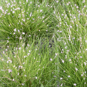 Dwarf Hairgrass| Oxygenating Pond Plants