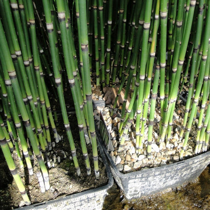 Rough Horsetail | Equisetum hyemale Pond Plants