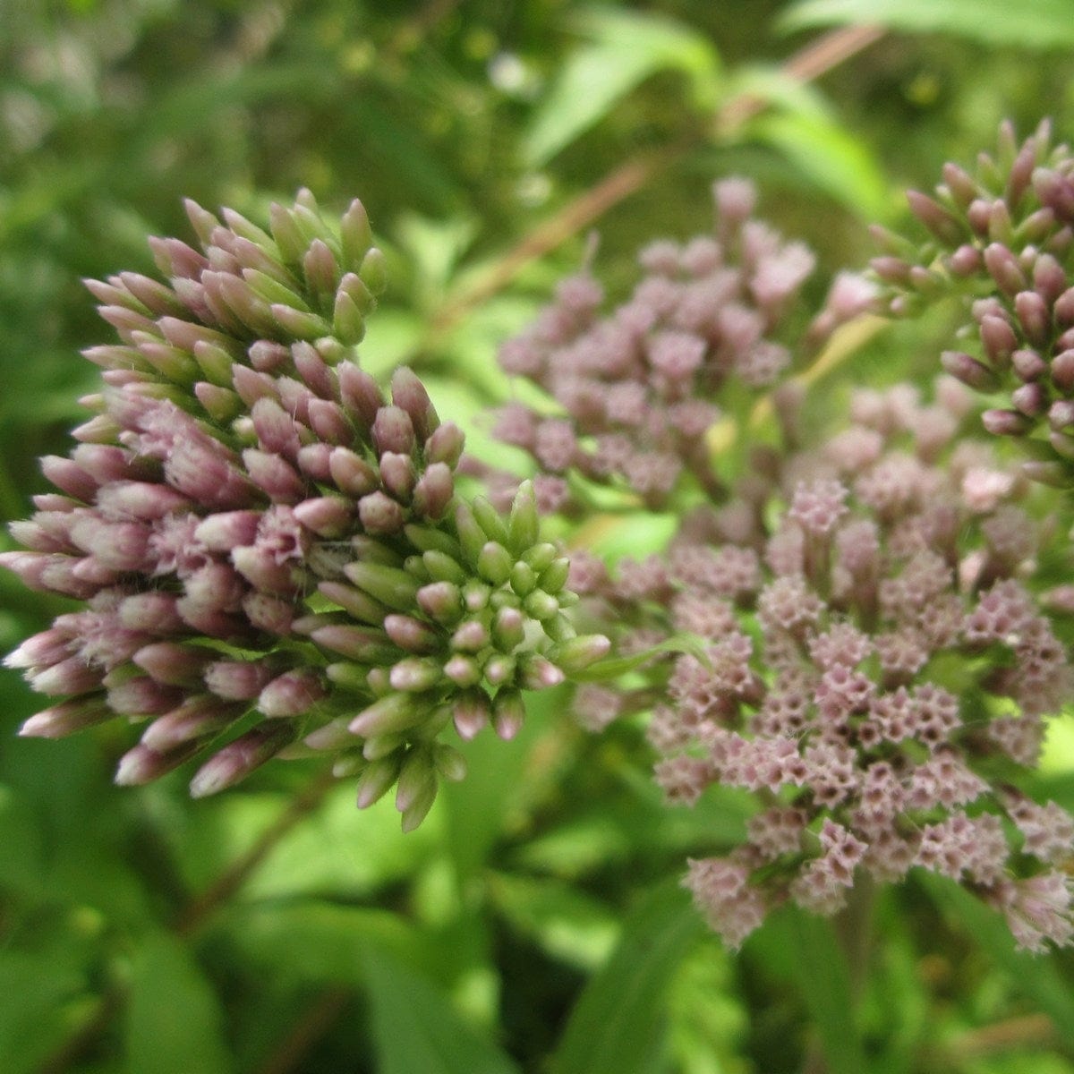 Hemp Agrimony | Eupatorium cannabinum