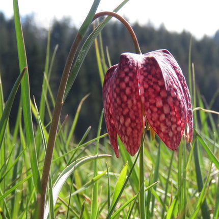 Snakes Head Fritillary | Fritillaria meleagris Pond Plants