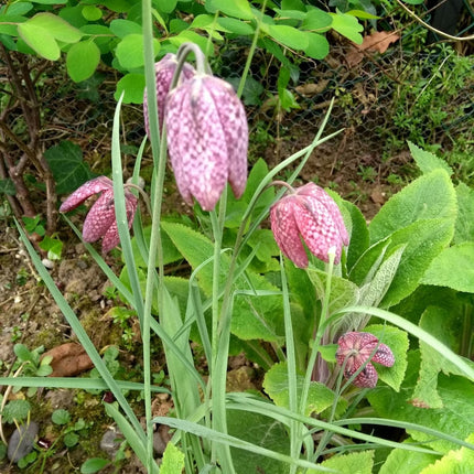 Snakes Head Fritillary | Fritillaria meleagris Pond Plants