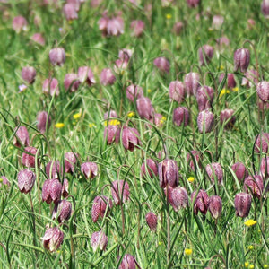 Snakes Head Fritillary | Fritillaria meleagris Pond Plants