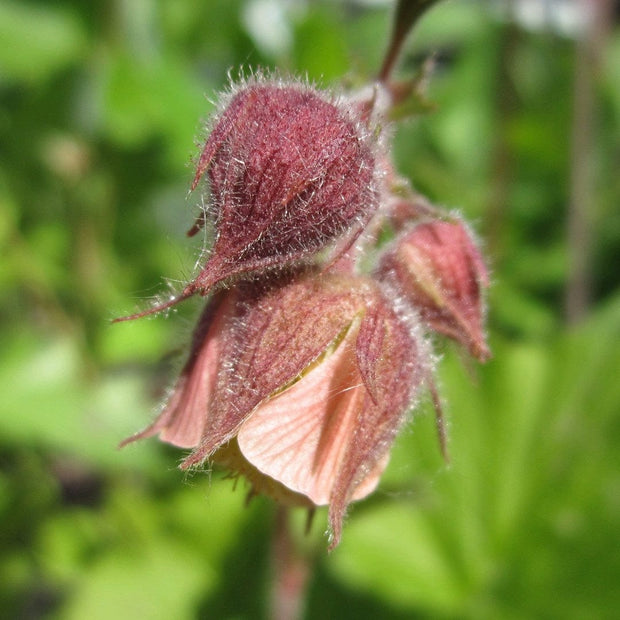 Geum rivale | Water Avens Pond Plants