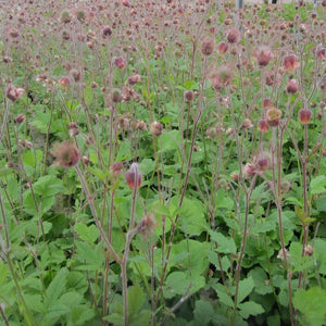 Geum rivale | Water Avens Pond Plants