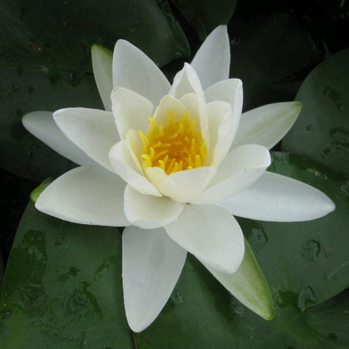 Large Water Lily | Nymphaea Gladstoniana Pond Plants