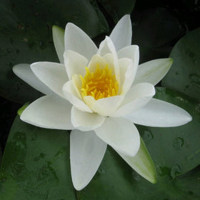 Large Water Lily | Nymphaea Gladstoniana Pond Plants