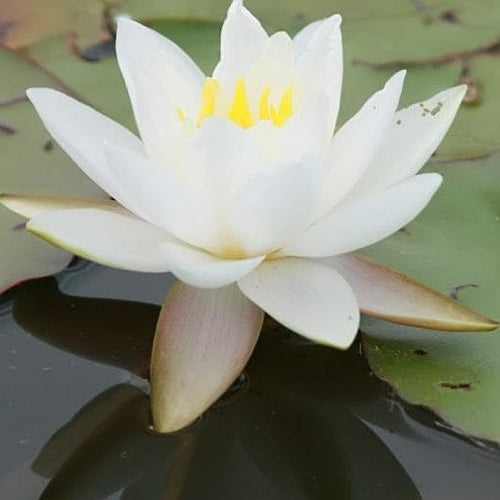 Large Water Lily | Nymphaea Gladstoniana Pond Plants