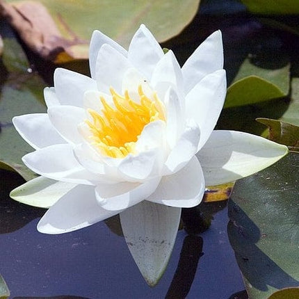 Large Water Lily | Nymphaea Gladstoniana Pond Plants