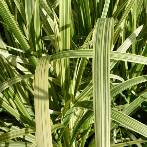 Variegated Reed Sweet Grass | Glyceria maxima variegata Pond Plants