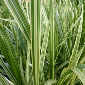 Variegated Reed Sweet Grass | Glyceria maxima variegata Pond Plants